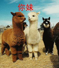 爆料美国羊驼视频播放,揭秘美国羊驼视频背后的故事  第3张