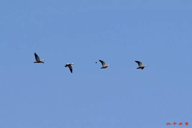 江鸟相关爆料视频